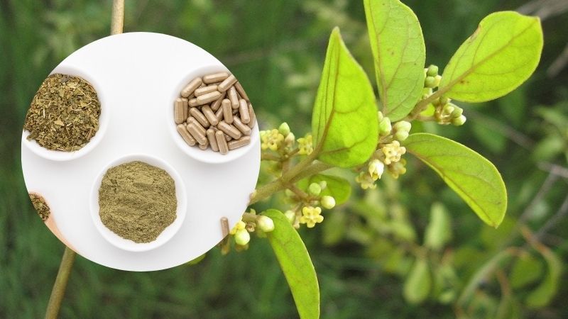 Beneficiile antioxidante ale Gymnema sylvestre