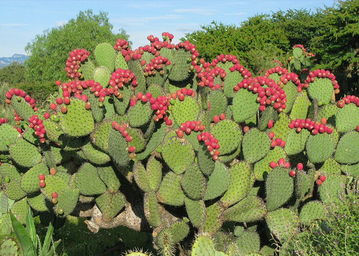 Imagine cu Opuntia vulgaris în habitatul său natural.