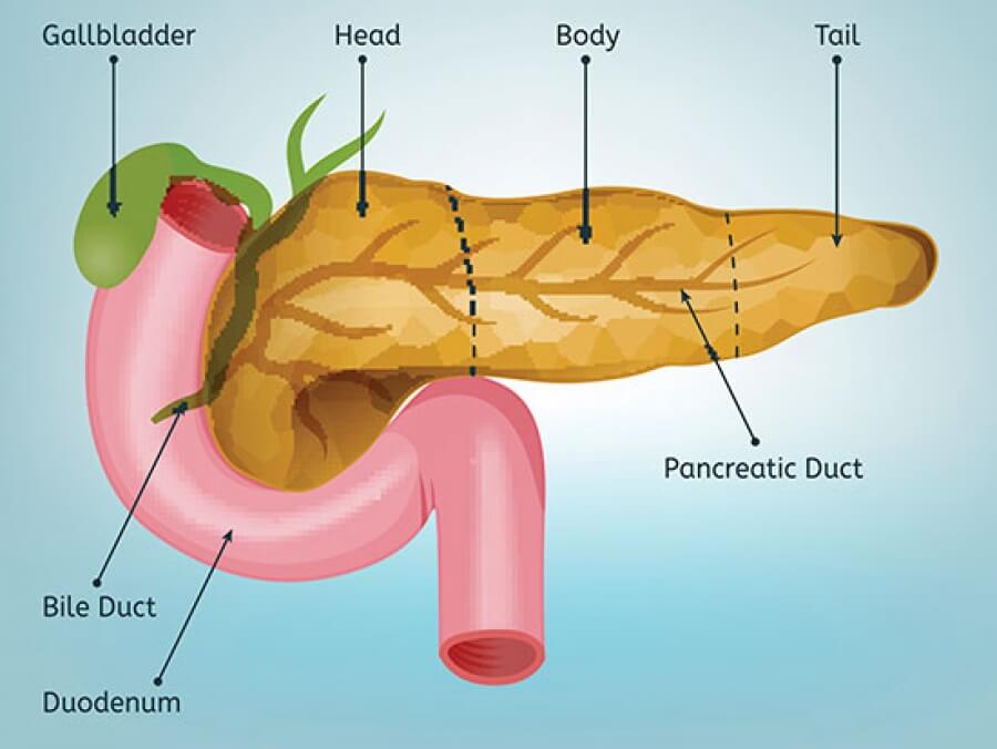 Diagrama funcțiilor endocrine ale pancreasului